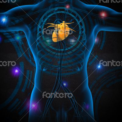 3d render medical illustration of the human heart 