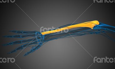 3d render medical illustration of the ulna bone 