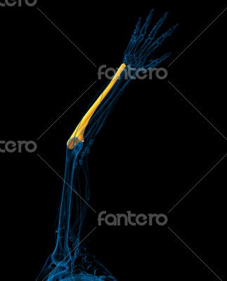 3d render medical illustration of the ulna bone 