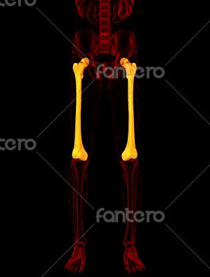 3d render medical illustration of the femur bone 