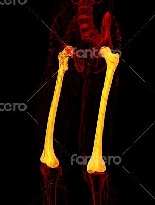 3d render medical illustration of the femur bone 