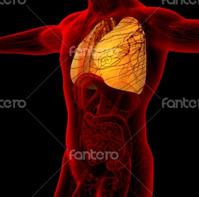 3d render medical illustration of the human lung