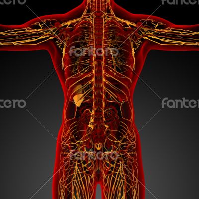 lymphatic system