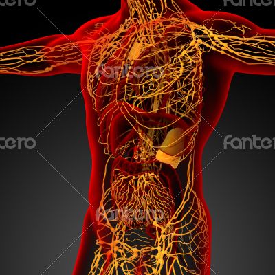lymphatic system