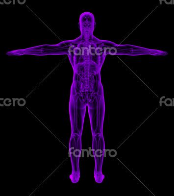 3D medical illustration of the human 