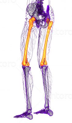 3d render medical illustration of the femur bone