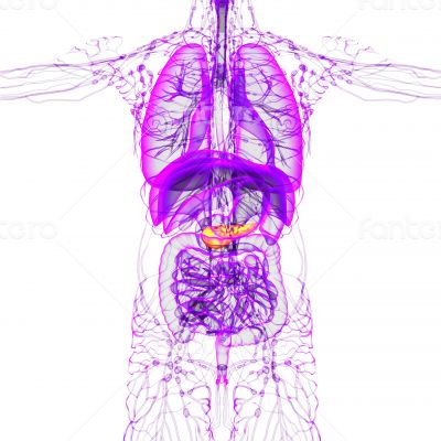 3d render medical illustration of the pancreas 