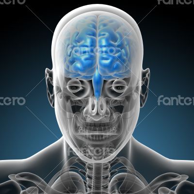 3d render medical illustration of the brain 