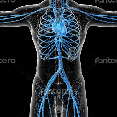  human vascular system 