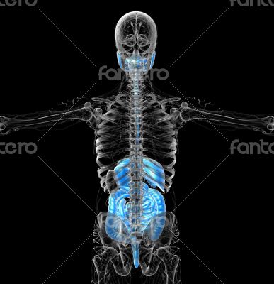 human digestive system