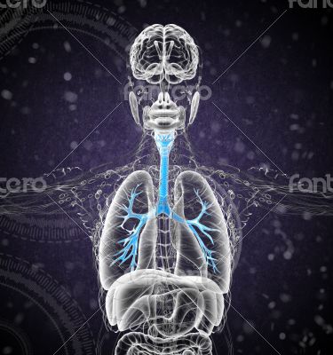3D medical illustration of the male bronchi