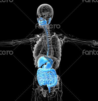 human digestive system