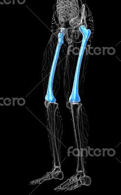 3d render medical illustration of the femur bone