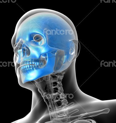 3D medical illustration of the human  skull 