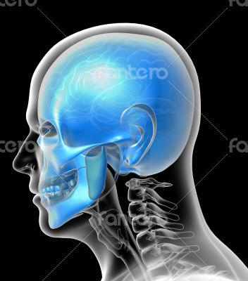 3D medical illustration of the human  skull 