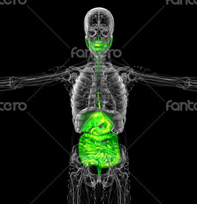 human digestive system 