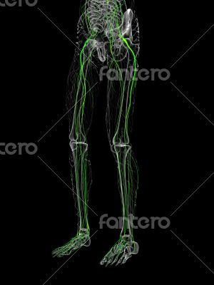 3d render medical illustration of the nerve system