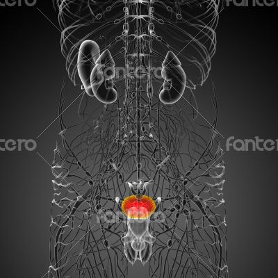 3d render medical illustration of the bladder 