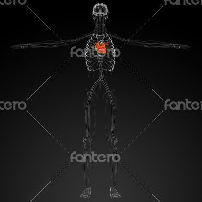 3d render medical illustration of the human heart 