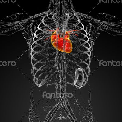 3d render medical illustration of the human heart 