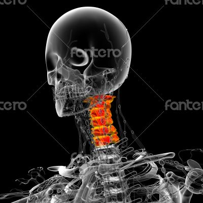 3d render medical illustration of the neck bone