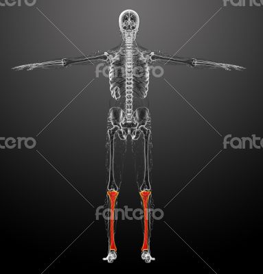 3d render medical illustration of the tibia bone 