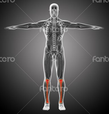 3d render medical illustration of the tibia bone 