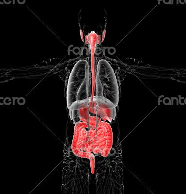  human digestive system