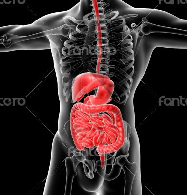 human digestive system