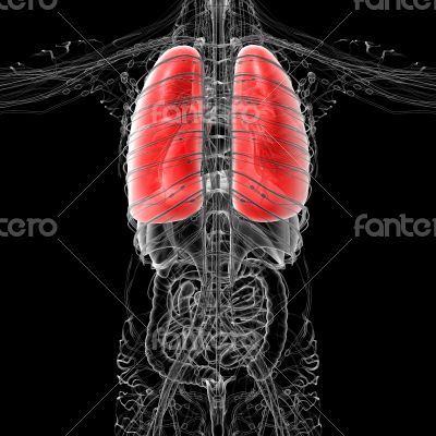 3D medical illustration of the human lung