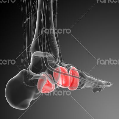 midfoot bone 