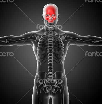 3d render medical illustration of the upper skull 