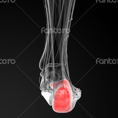 calcaneus bone