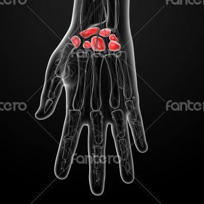 carpal bones 