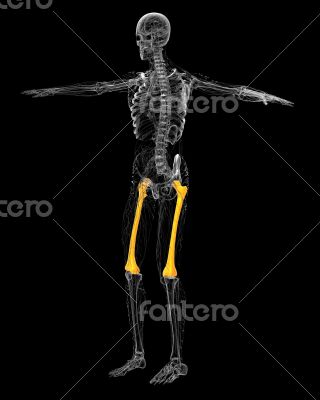 3d render medical illustration of the femur bone
