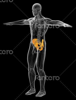 3d render medical illustration of the pelvis bone