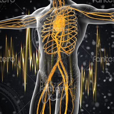  human vascular system 