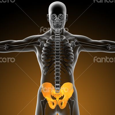 3d render medical illustration of the pelvis bone