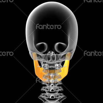 3d render medical illustration of the jaw bone