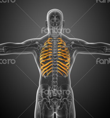 3d render medical illustration of the ribcage