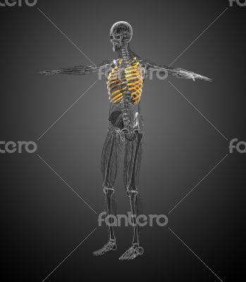 3d render medical illustration of the ribcage