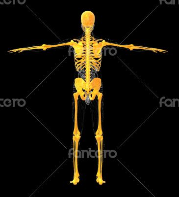 3D medical illustration of the human skeleton