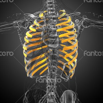 3d render medical illustration of the ribcage