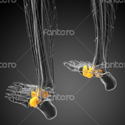3d render medical illustration of the midfoot bone