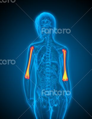 3d render medical illustration of the ulna