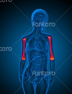 3d render medical illustration of the ulna