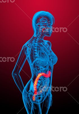 human larg intestine