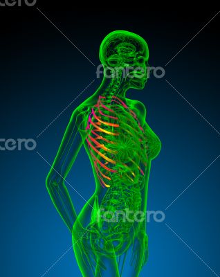 3d render medical illustration of the ribcage