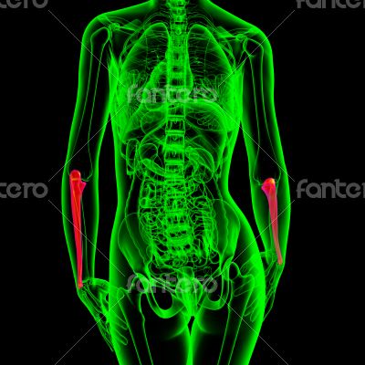 3d render medical illustration of the ulna bone 