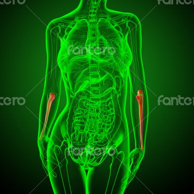 3d render medical illustration of the ulna bone 